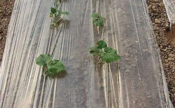 农膜颜色不同，用途有啥差别？春耕到来，种植蔬菜的菜农一定了解的知识！